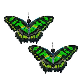 Malachite Butterfly